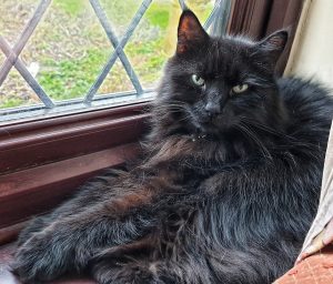 A black cat called Merlin
