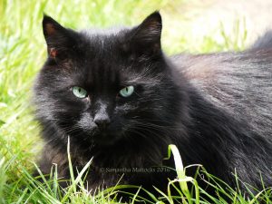 Merlin Cat